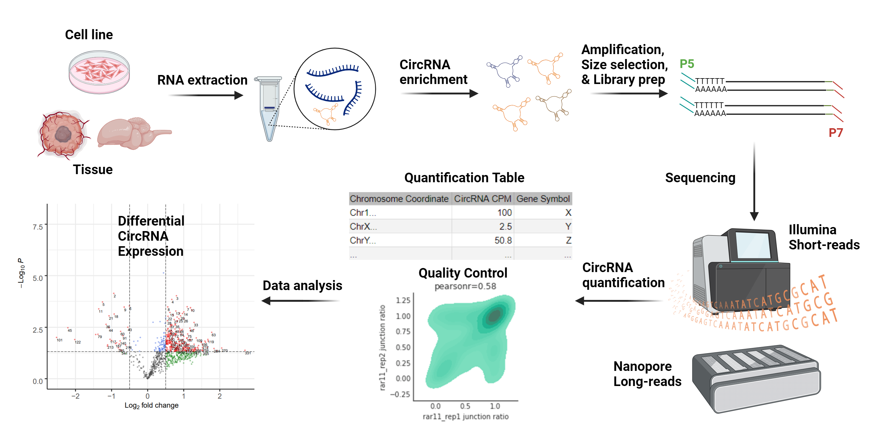 Starting from a tissue or cell line of interest, RNA is extracted and enriched for circRNA before amplification, size selection, and library prep. Sequenced reads are then quantified for relative abundance and compared across samples.