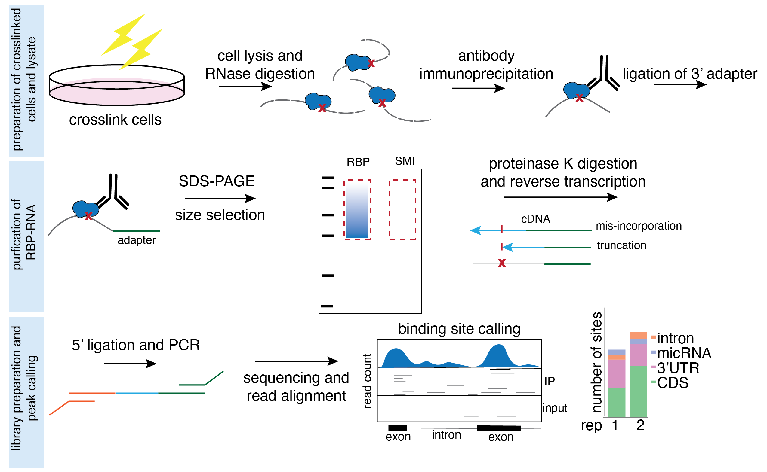 eCLIP workflow: from preparation of crosslinked cells and lysates, to purification of RBP-RNA, to library preparation and bioinformatic analysis (peak calling)